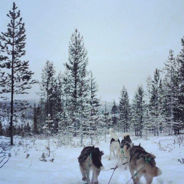 Huski sled ride