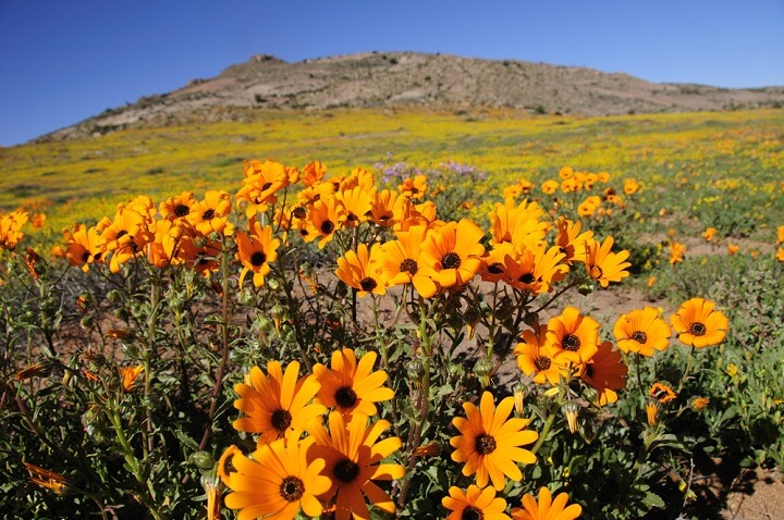 Namaqualand - áfrica do sul