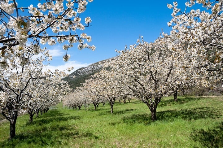 Vale de Jerte - Espanha - Primavera