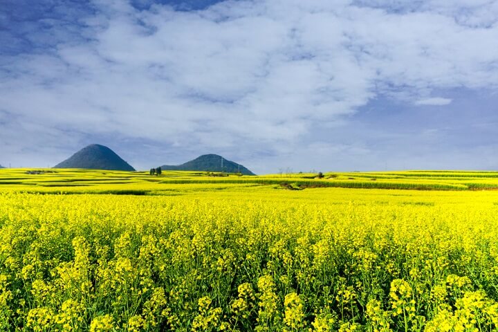 Yunnan - china - Primavera