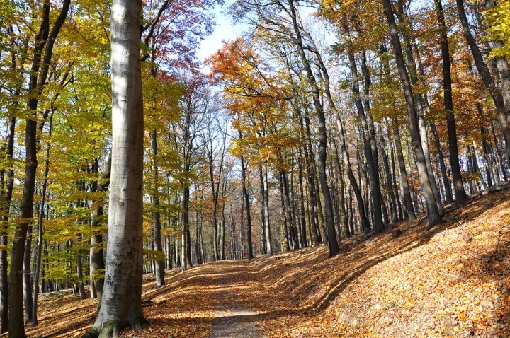 Lainzer Tiergarten parque selvagem em viena - áustria