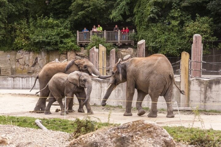 Tiergarten Schönbrunn zoo em viena - áustria