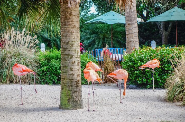 flamingos em bahamas