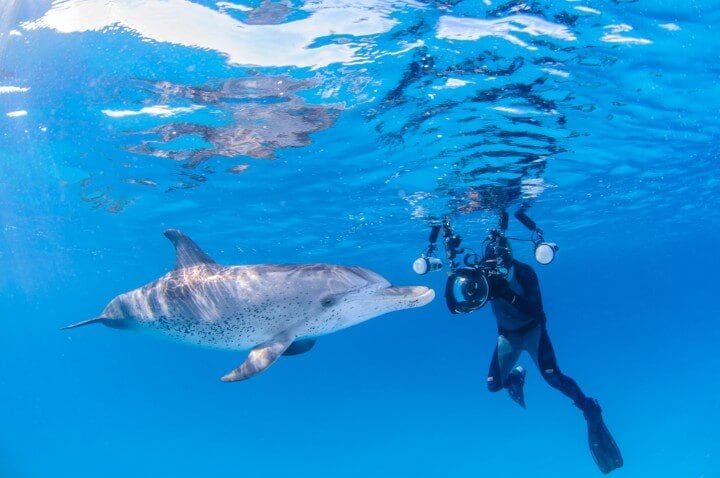 golfinhos em bahamas