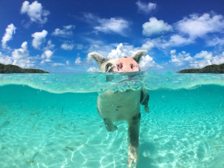 ilha big major cay porcos bahamas