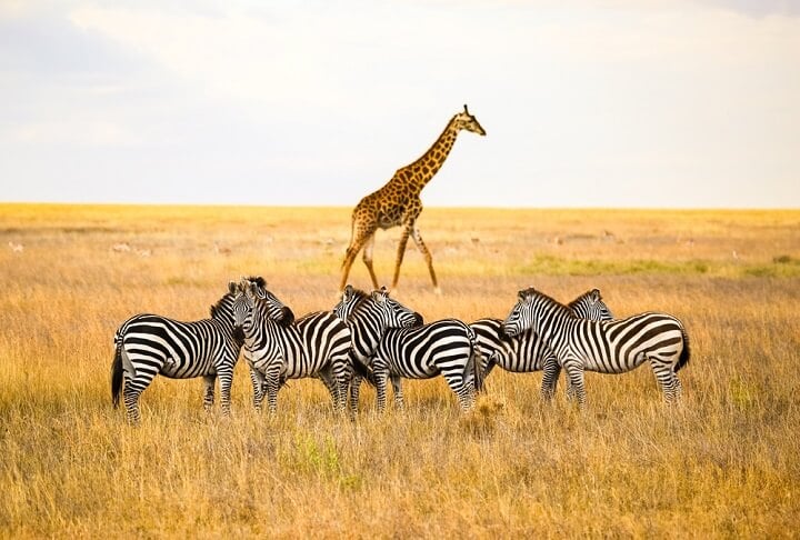 Serengeti, Tanzânia