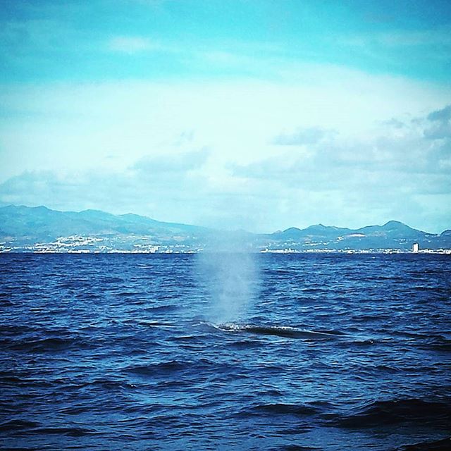 Baleias Açores, las Azores