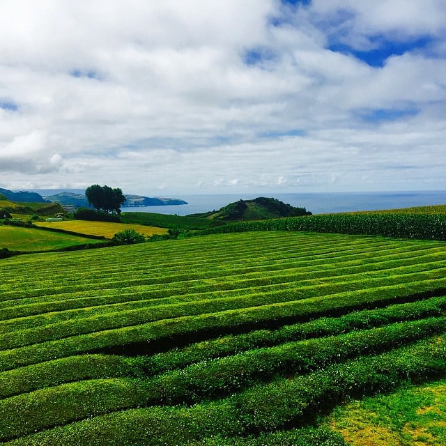 Té Gorreana, las Azores