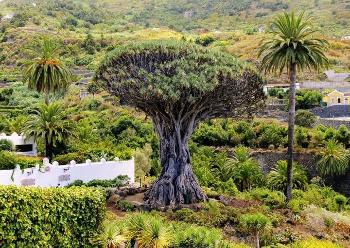 Drago de Icod de los Vinos em tenerife