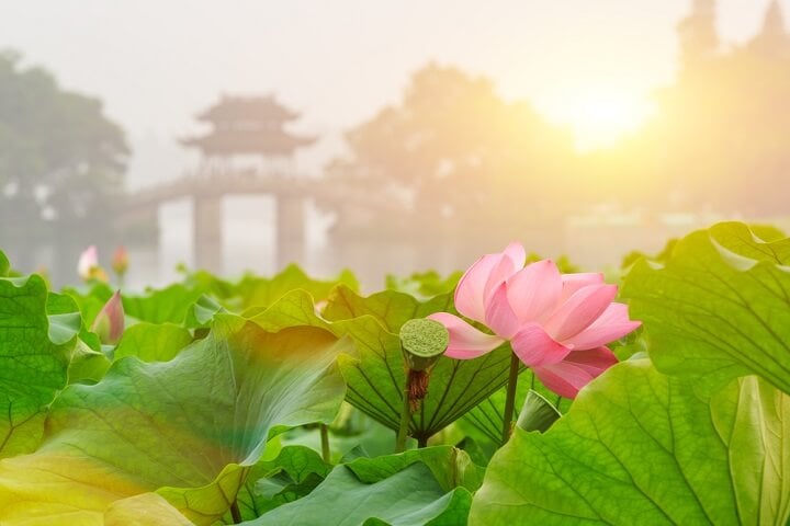 hangzhou - china - primavera