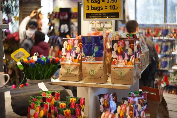 sementes tulipas em amesterdão - holanda