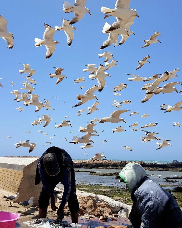 Voos rasantes das gaivotas aos pescadores no porto de pesca de Essaouira