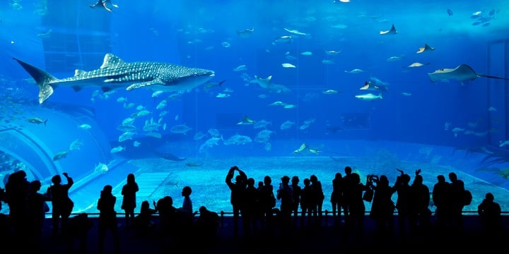 aquario no dubai mall